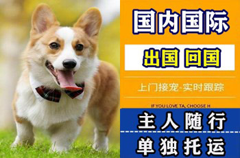 宜宾市宠物托运公司宜宾市宠物托运公司宜宾市宠物托运公司