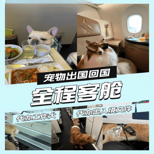 宜宾市宠物托运到白俄罗斯宠物入境规定和要求